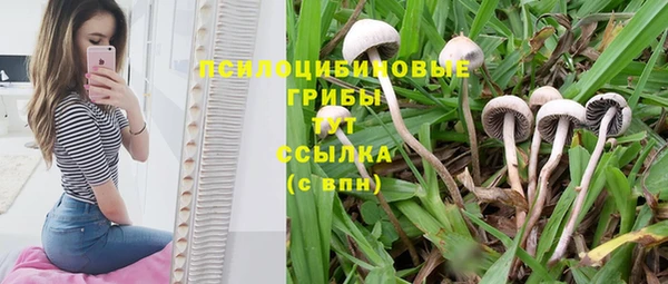 PSILOCYBIN Алзамай